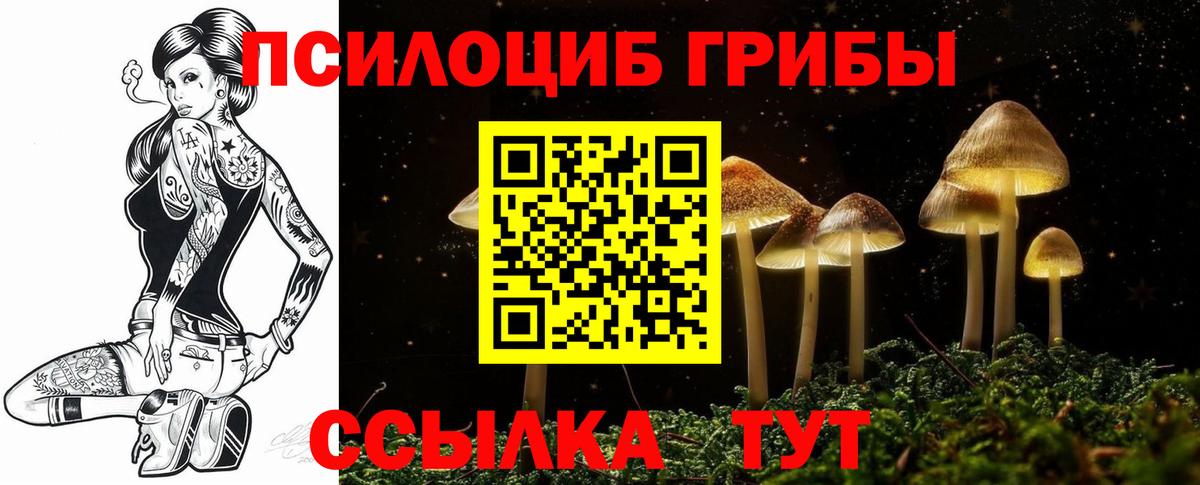 Псилоцибиновые грибы Cubensis Шахты
